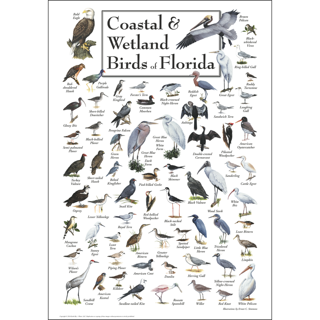 Posters - Coastal & Wetland Birds of Florida - Poster – Earth Sky + Water
