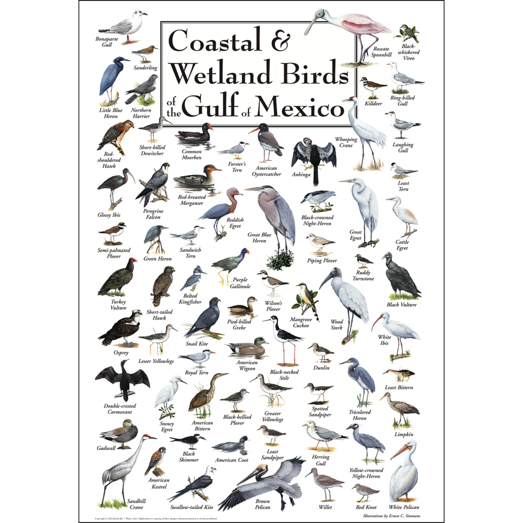 Posters - Coastal & Wetland Birds of the Gulf of Mexico - Poster ...