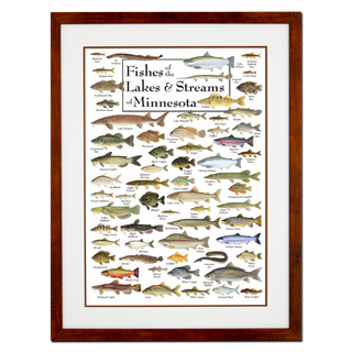 Fishes of the Lakes & Streams of Minnesota - Poster - Double matted honey frame image