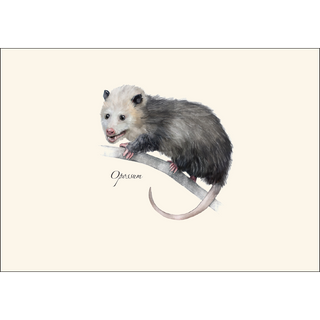 Small Mammal Assortment image 1