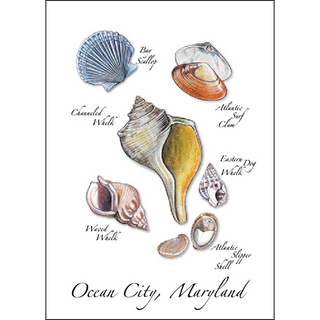 Bay Scallop Assortment image 0