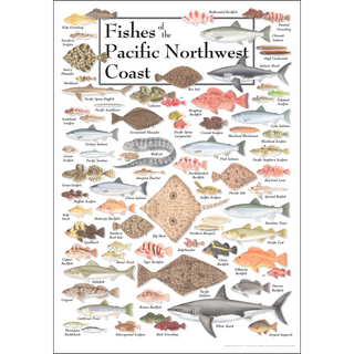Fishes of the Pacific Northwest Coast - Poster image 0