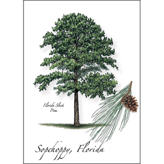 Florida Slash Pine image 0
