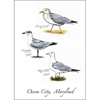 Three Gulls image 0