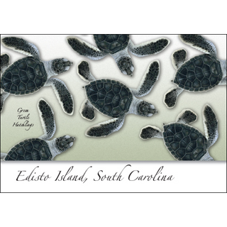 Green Turtle Hatchling image 0