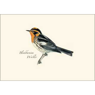 Peterson Warbler  Assortment image 2
