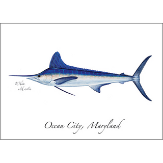 White Marlin image 0