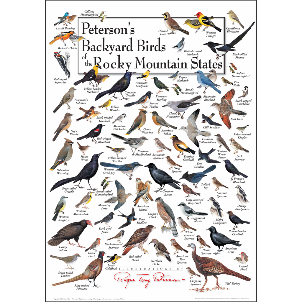 Posters - Peterson's Backyard Birds of the Rocky Mtn States - Poster ...