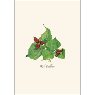 Woodland Wildflower Assortment image 3