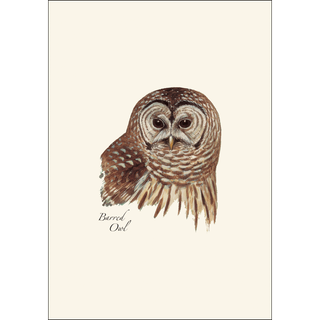 Peterson's Owl Assortment image 3