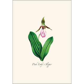 Woodland Wildflower Assortment image 2