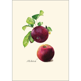 Heirloom Apple Assortment image 3