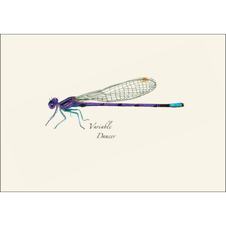 Dragonfly and Damselfly Assortment image 2
