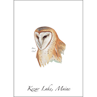 Barn Owl image 0