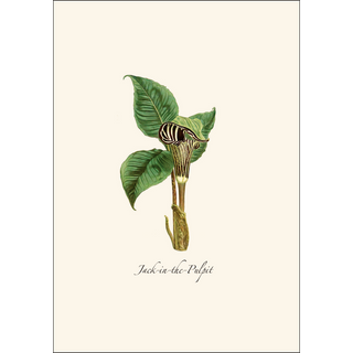 Woodland Wildflower Assortment image 1