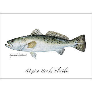 Spotted Seatrout image 0