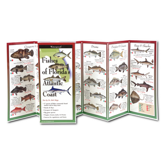 Fishes of Florida's Atlantic Coast image 1
