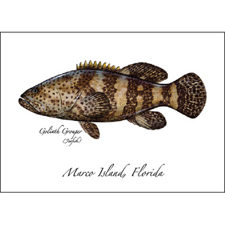 Goliath Grouper image 0