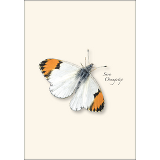 Western Butterfly Assortment II image 3
