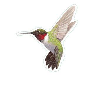 Ruby-throated Hummingbird image 1