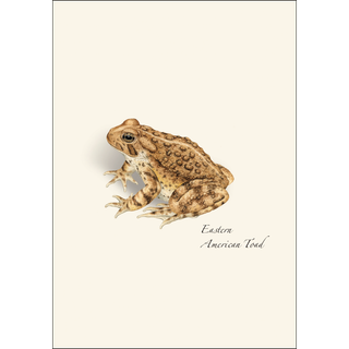 Frog & Toad Assortment image 4