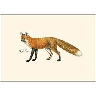 Mammal Assortment image 4