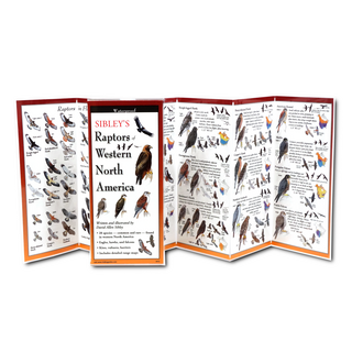 Sibley's Raptors of Western North America image 1