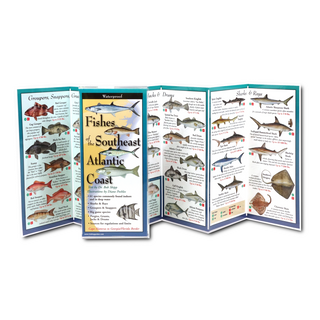 Fishes of the Southeast Atlantic Coast image 1