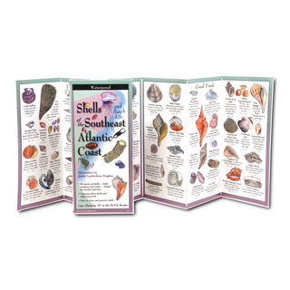 Shells and Beach Life of the Southeast Atlantic Coast image 1