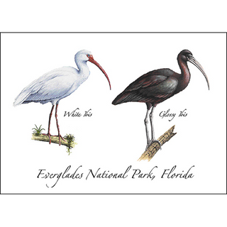 White and Glossy Ibis image 0