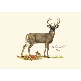 Mammal Assortment image 2