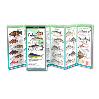 Fishes of Florida's Gulf Coast image 1