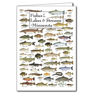 Fishes of the Lakes & Streams of Minnesota - Poster Card image 0