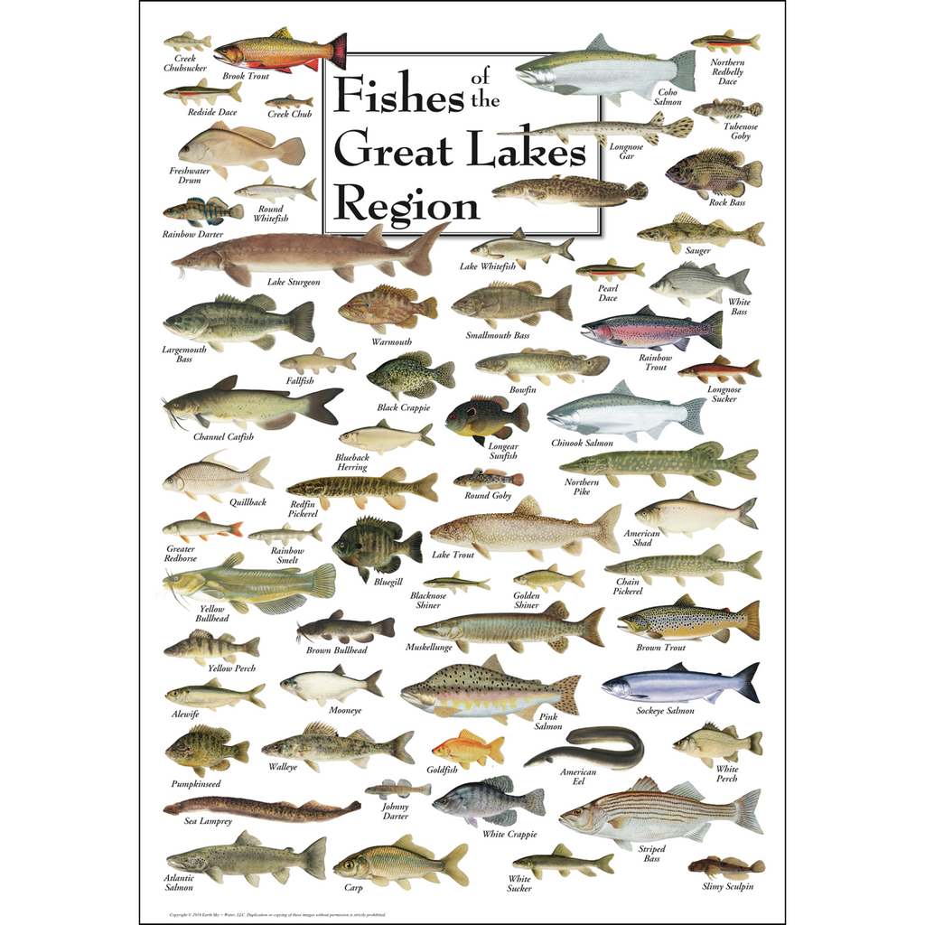 Posters - Fishes of the Great Lakes Region - Poster – Earth Sky + Water