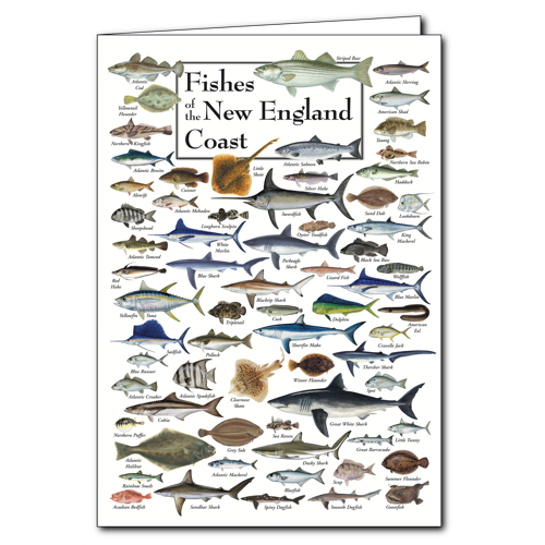 Greeting Cards - Fishes of the New England Coast - Poster Card – Earth ...