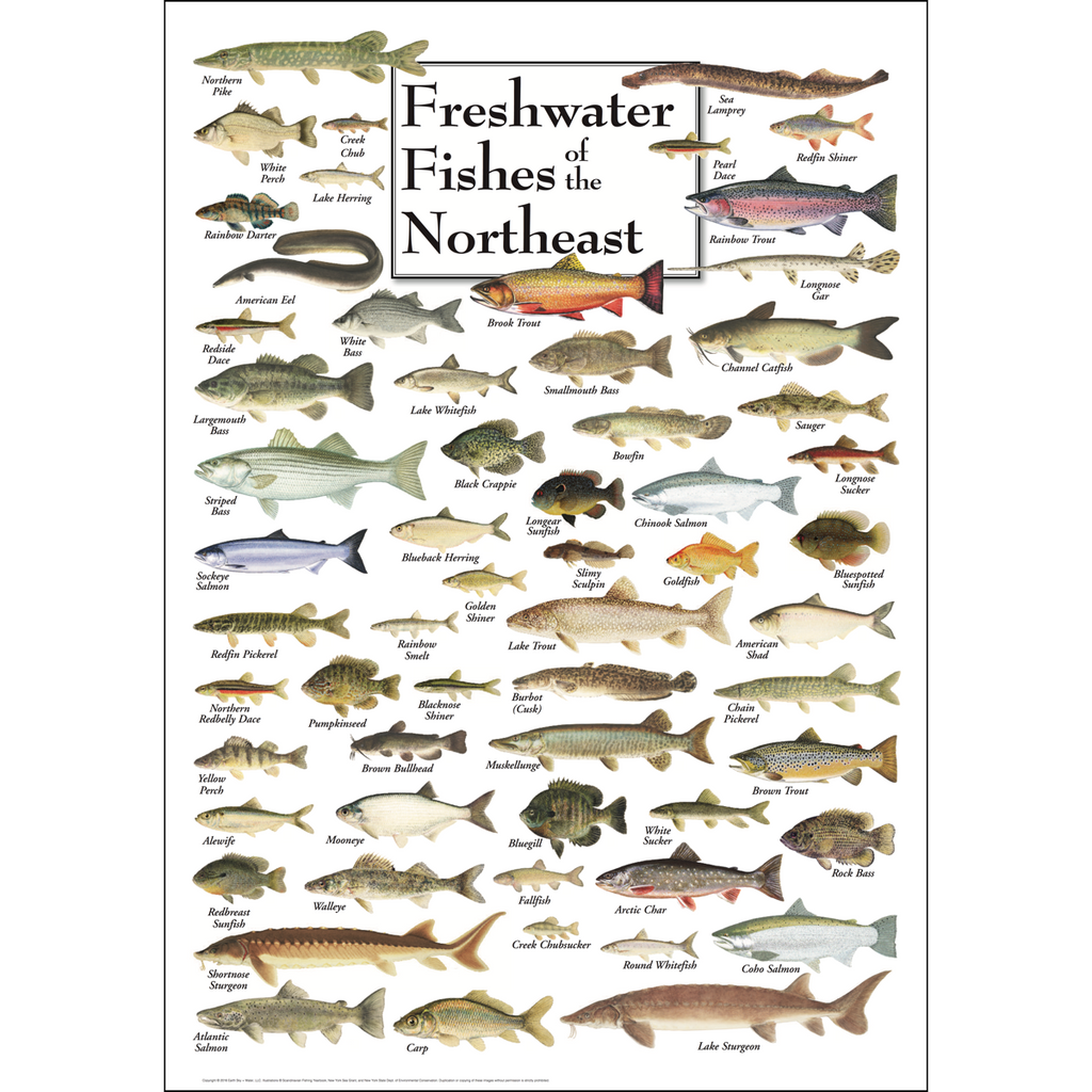 Posters - Freshwater Fishes of the Northeast - Poster – Earth Sky + Water
