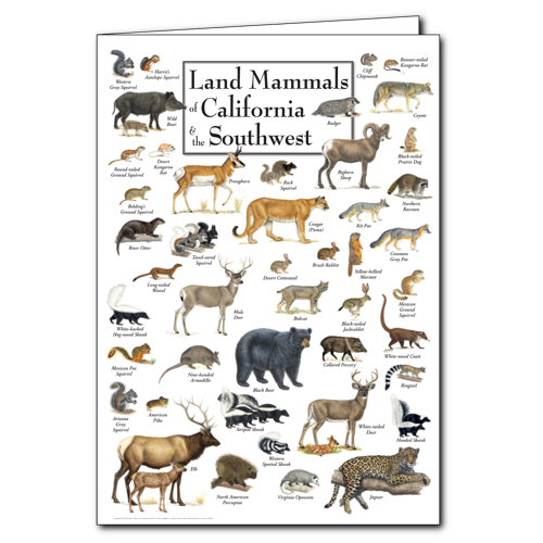 Greeting Cards - Land Mammals of California & the Southwest - Poster ...