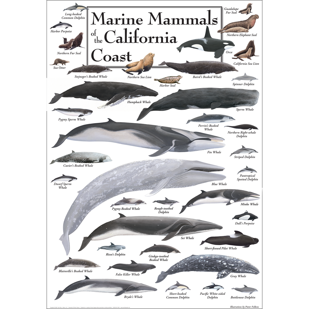 Posters - Marine Mammals of the California Coast - Poster – Earth Sky ...