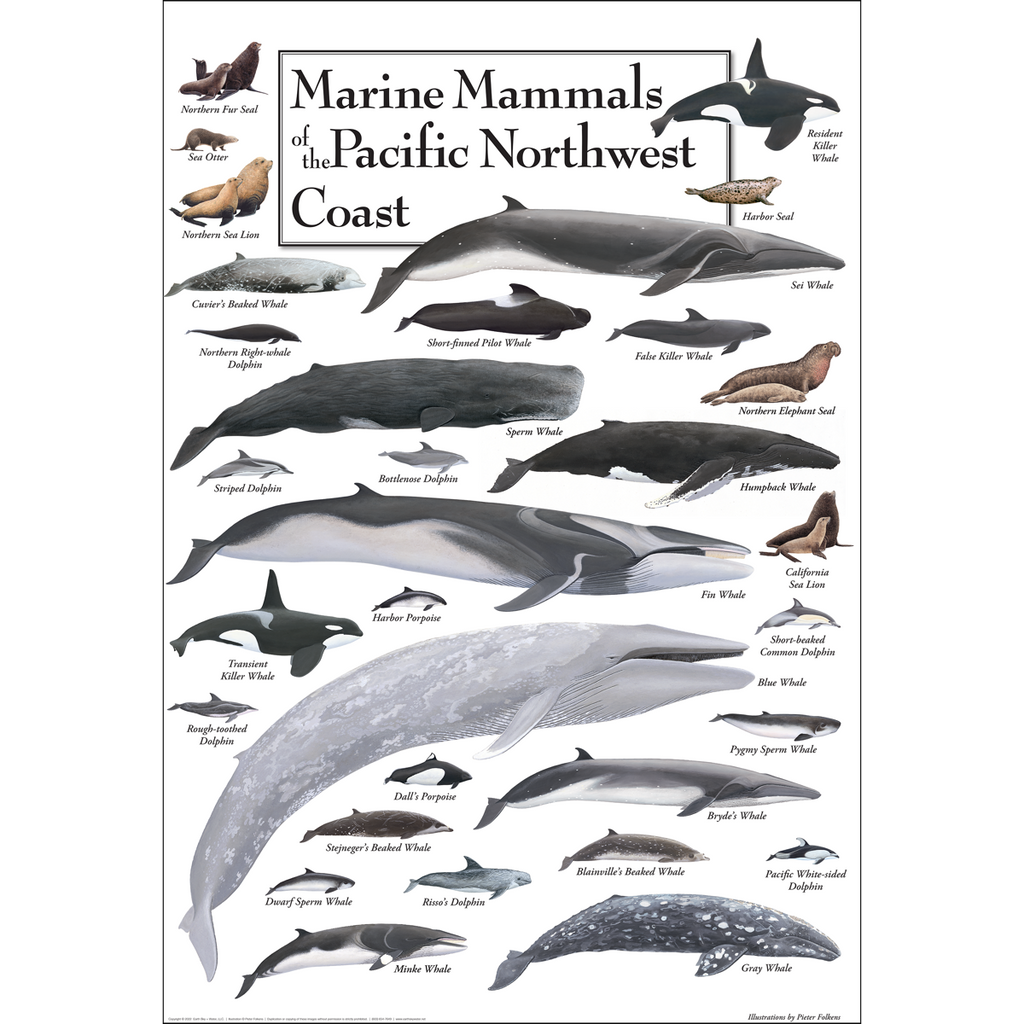 Posters - Marine Mammals of the Pacific Northwest Coast - Poster ...