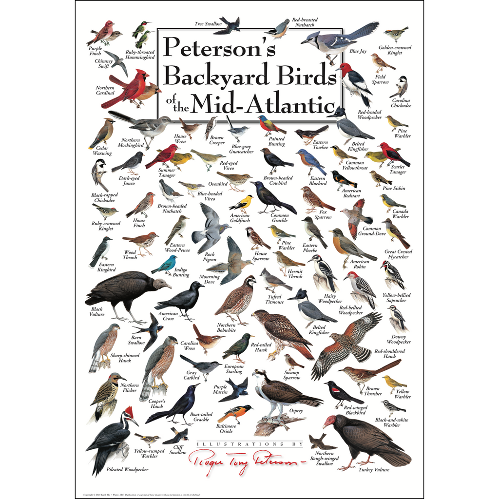 Posters - Peterson's Backyard Birds of the Mid-Atlantic - Poster ...