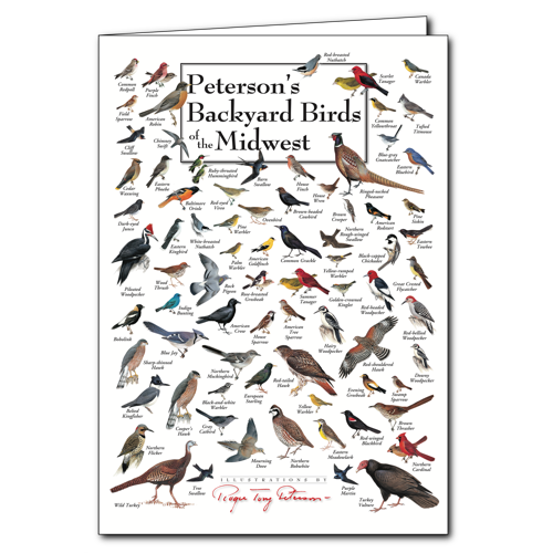 Greeting Cards - Peterson's Backyard Birds of the Midwest - Poster Card ...