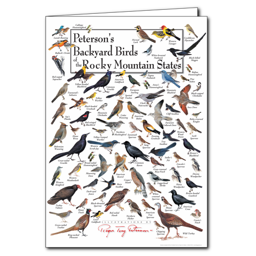 Greeting Cards - Peterson's Backyard Birds of the Rocky Mtn. States ...
