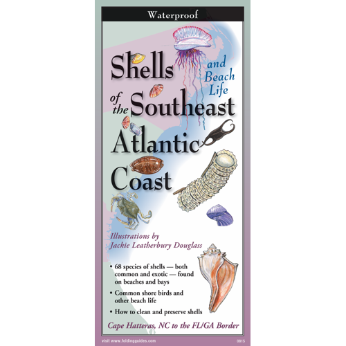 FoldingGuides™ - Shells and Beach Life of the Southeast Atlantic Coast ...