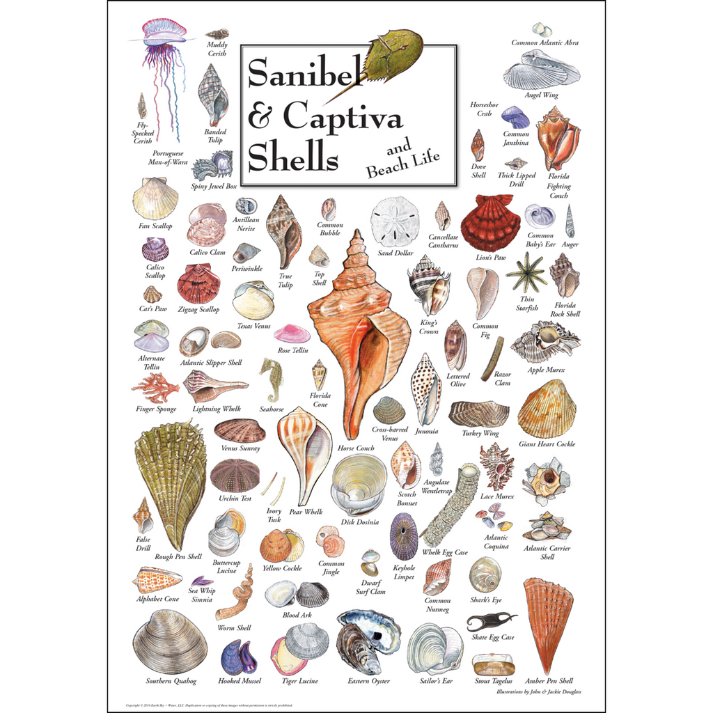 Posters - Sanibel & Captiva Shells & Beach Life - Poster – Earth Sky ...
