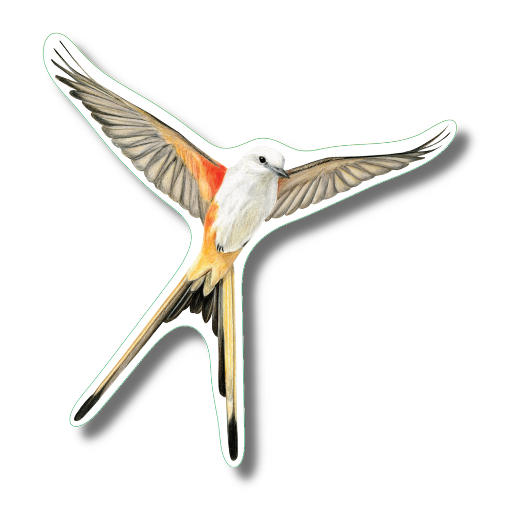 Stickers - Scissor-Tailed Flycatcher – Earth Sky + Water