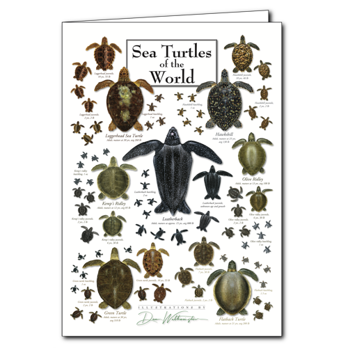 Greeting Cards - Sea Turtles of the World Poster - Poster Card – Earth ...