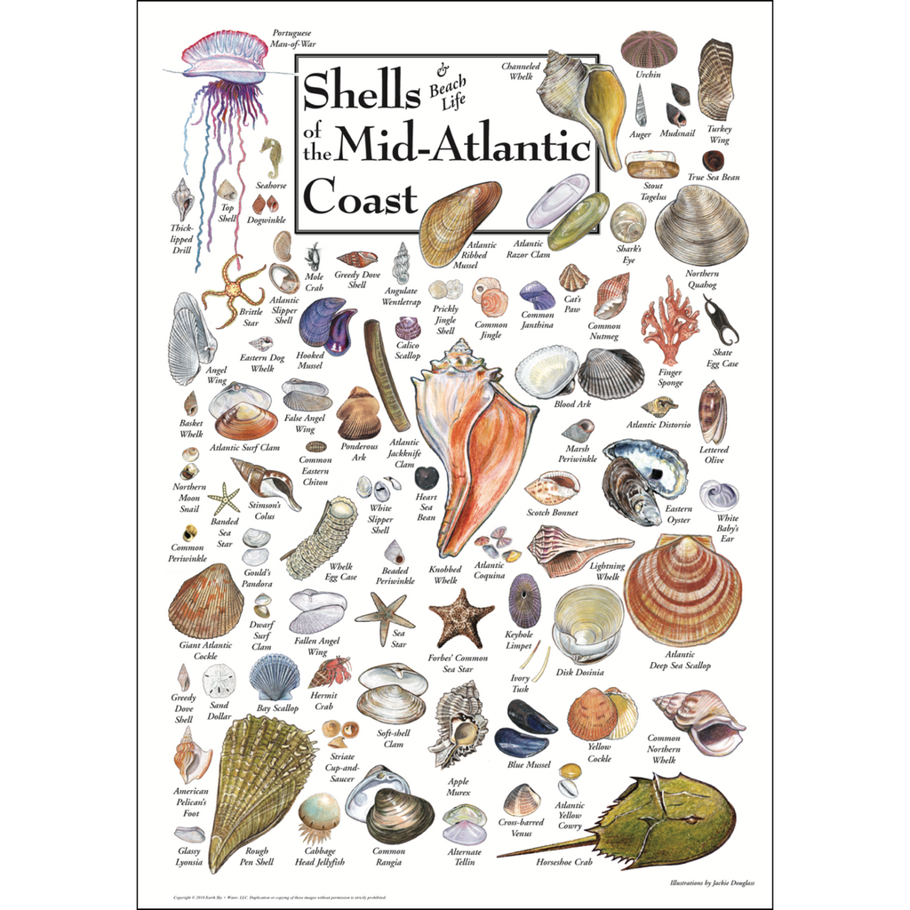 Posters - Shells of the Mid-Atlantic Coast - Poster – Earth Sky + Water