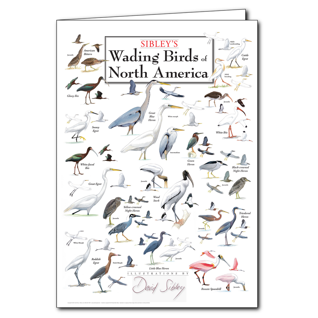 Greeting Cards Sibley’s Wading Birds of North America Poster Card