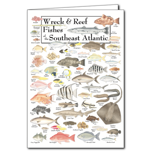 Greeting Cards - Wreck & Reef Fishes of the Southeast Atlantic - Poster ...