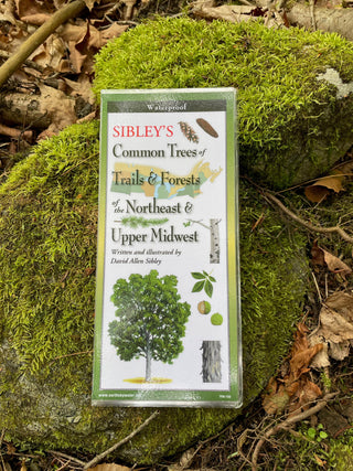 How to Identify Tree Species: A Beginner’s Step-by-Step Guide